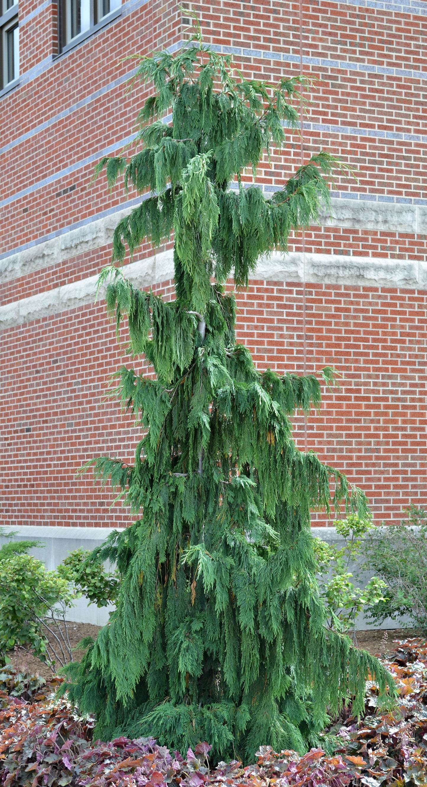 Chamaecyparis Nootkatensis Pendula - View 6 from www redcrocus com