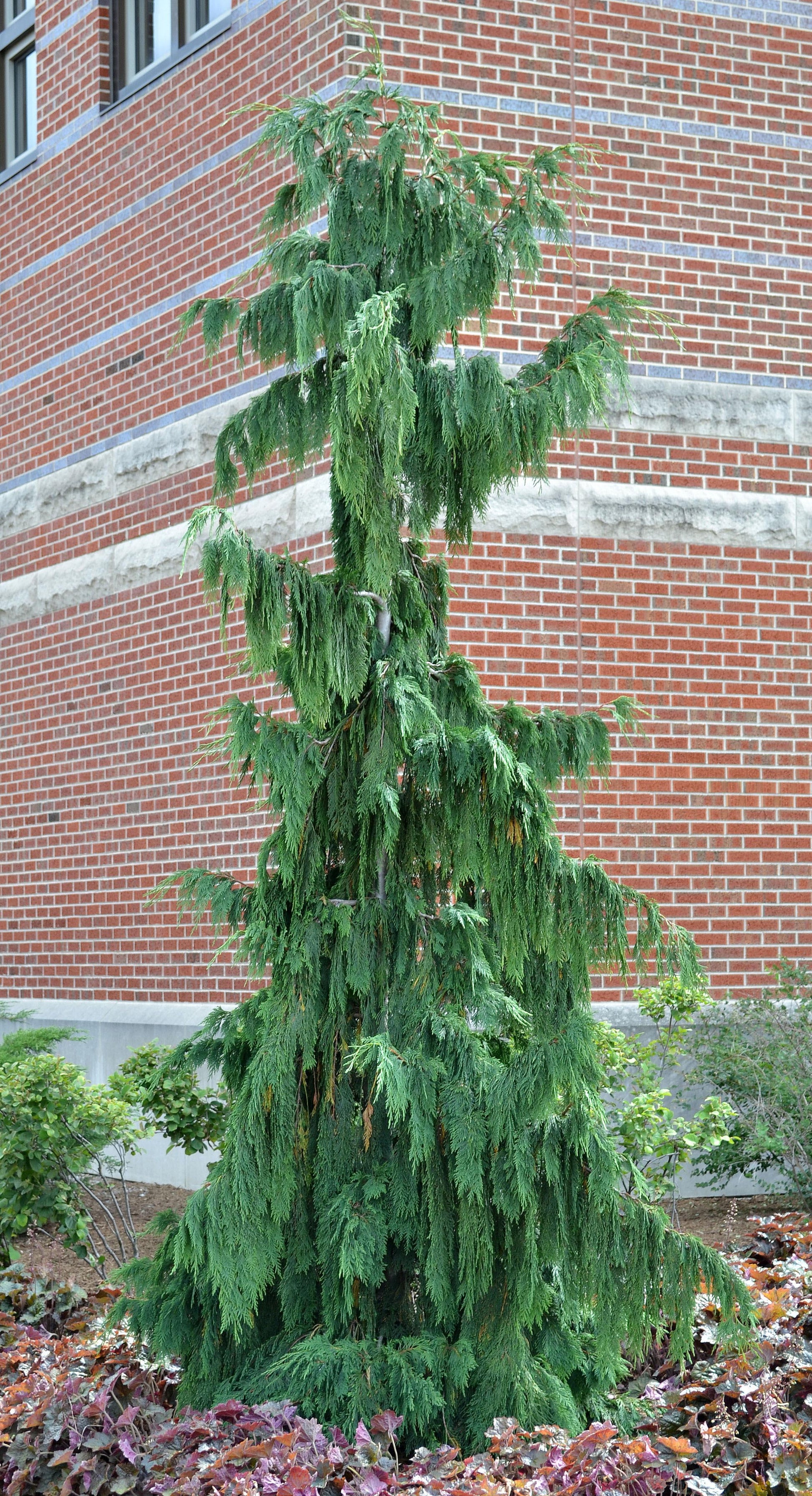 Chamaecyparis Nootkatensis Pendula - View 6 from www redcrocus com