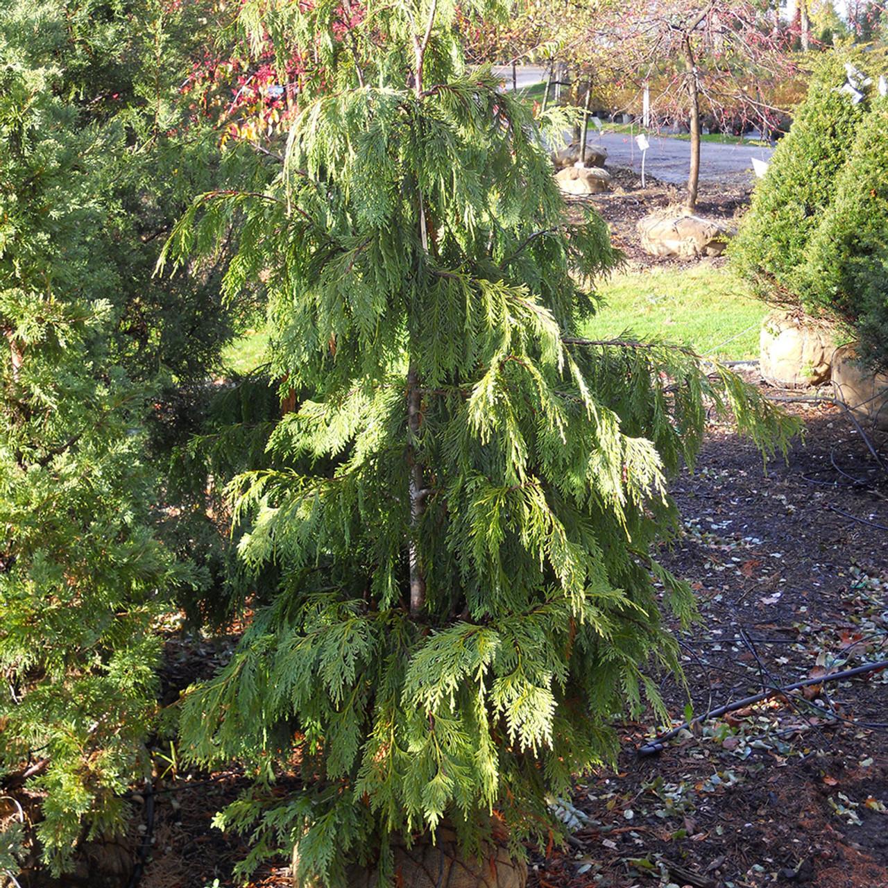 Chamaecyparis Nootkatensis Pendula - View 7 from www redcrocus com