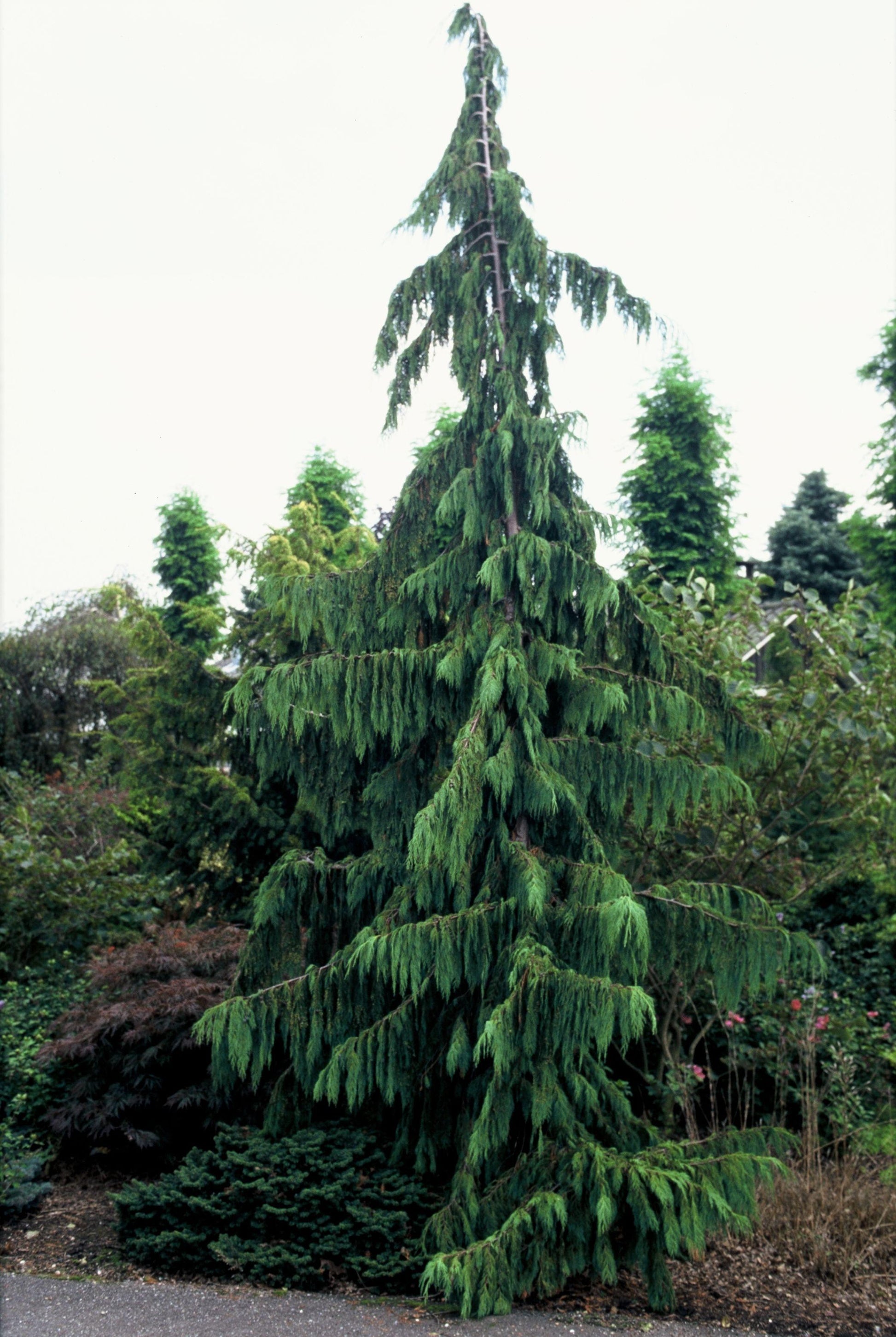 Chamaecyparis Nootkatensis Pendula - View 8 from www redcrocus com
