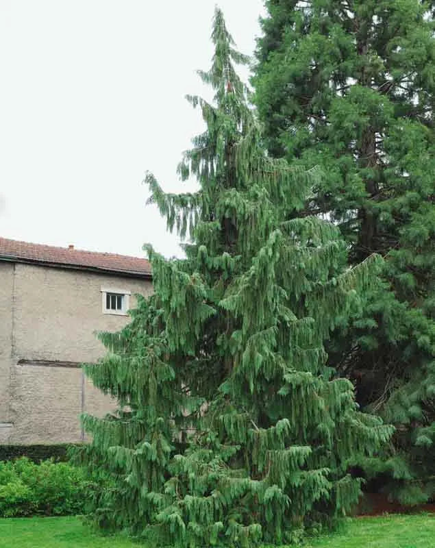Chamaecyparis Nootkatensis Pendula - View 9 from www redcrocus com