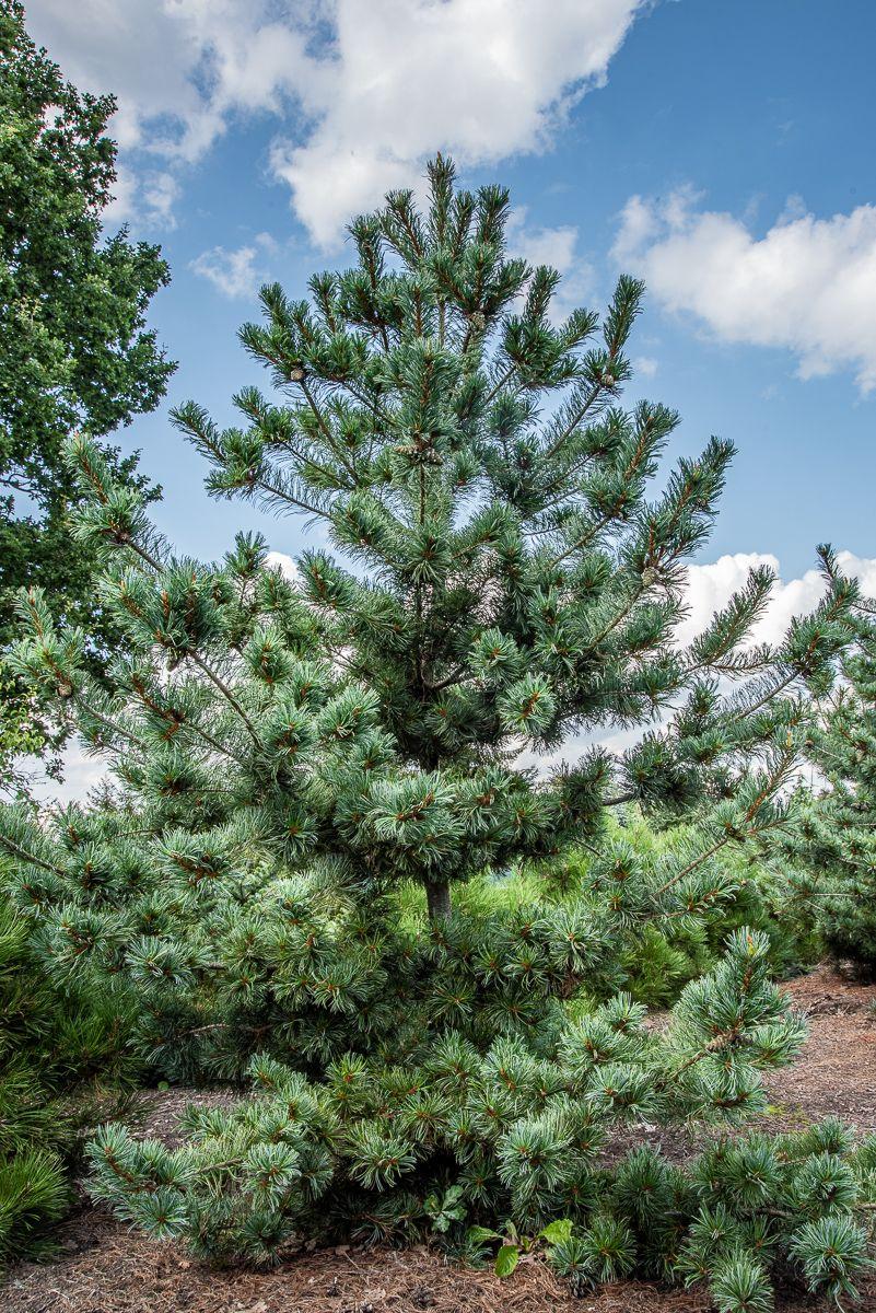 Pinus Parviflora Glauca - View 10 from www redcrocus com