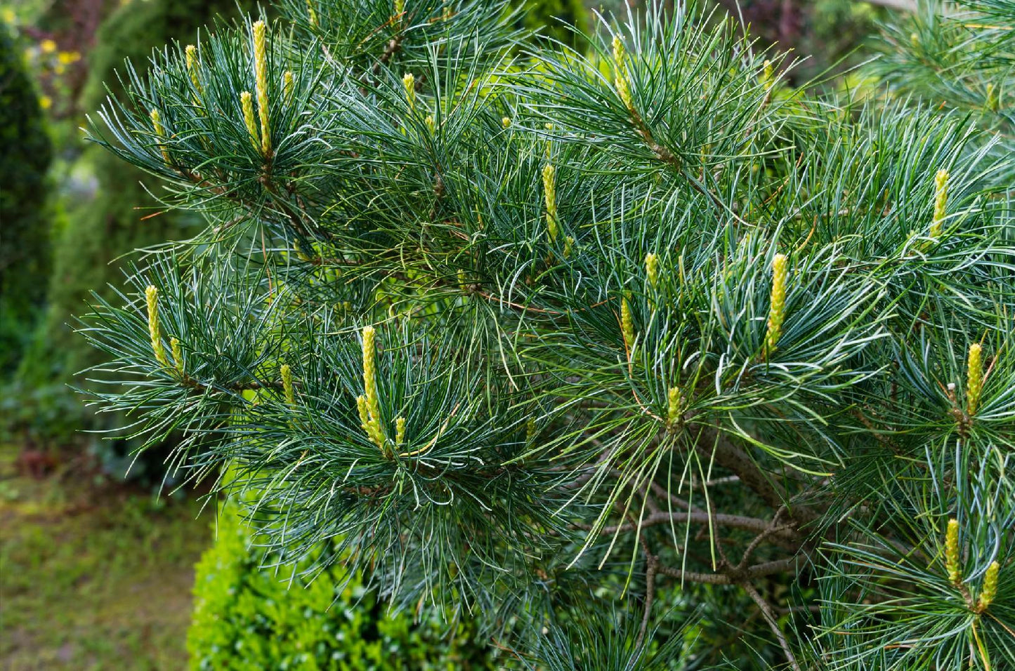 Pinus Parviflora Glauca - View 12 from www redcrocus com