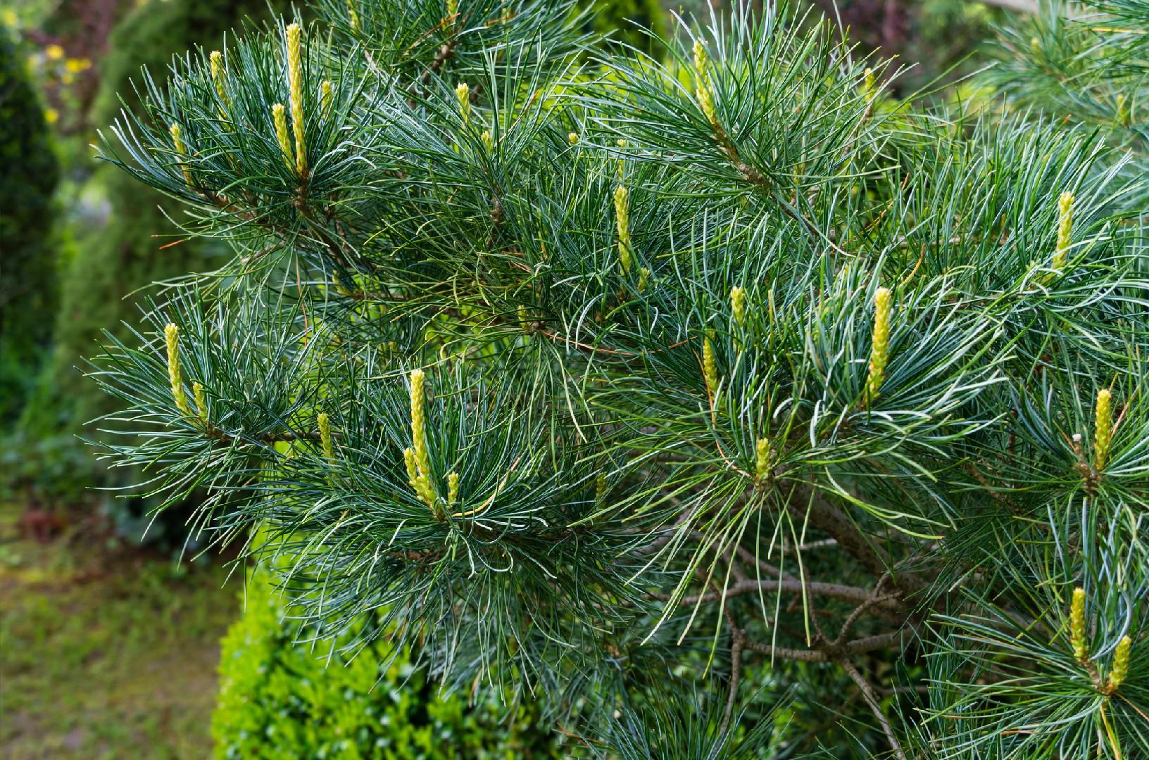 Pinus Parviflora Glauca - View 12 from www redcrocus com