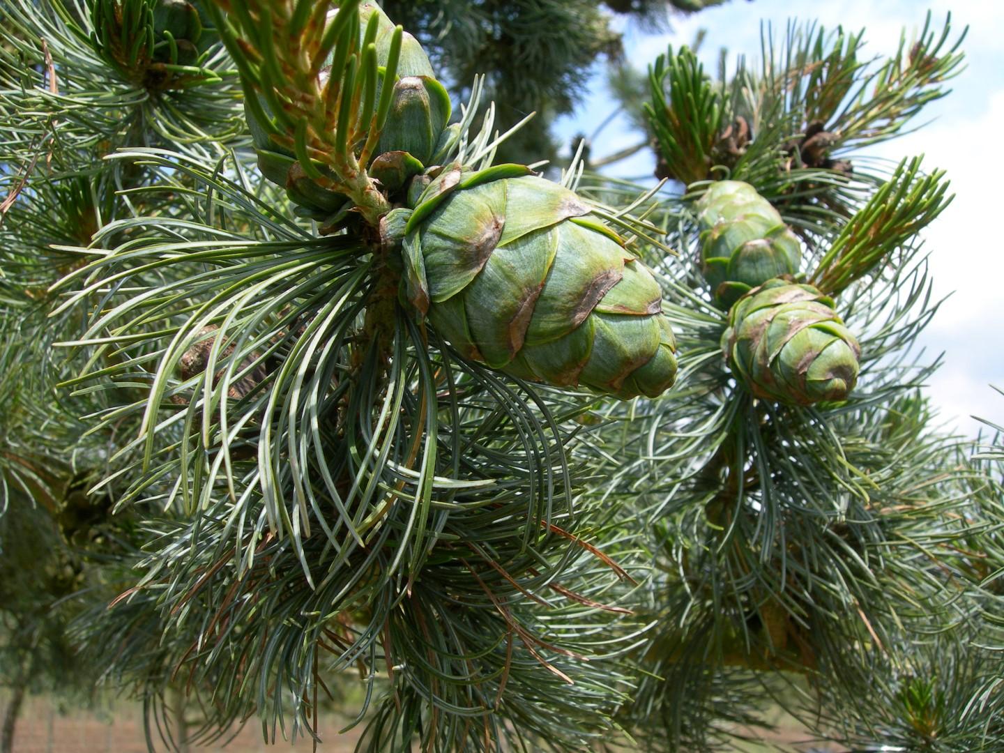 Pinus Parviflora Glauca - View 14 from www redcrocus com