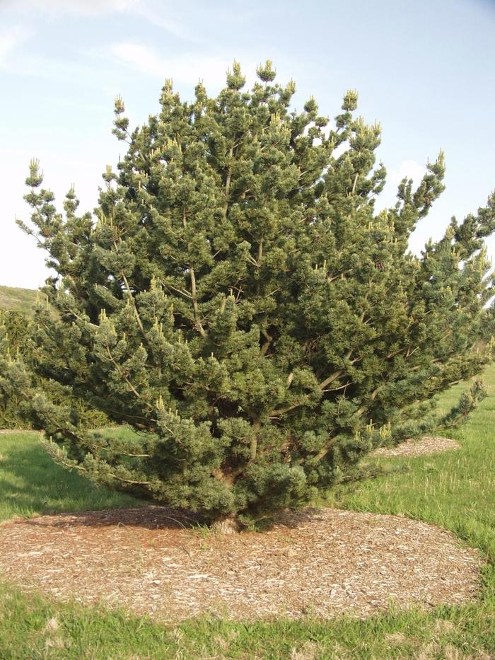 Pinus Parviflora Glauca - View 15 from www redcrocus com