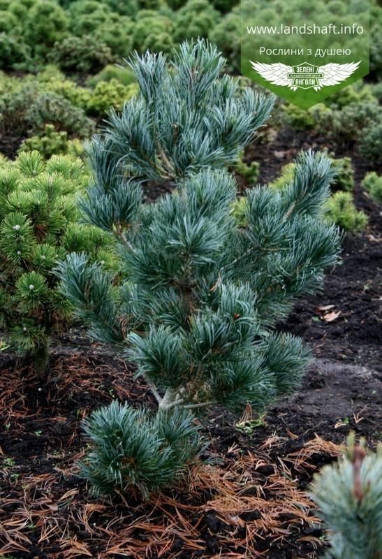 Pinus Parviflora Glauca - View 18 from www redcrocus com