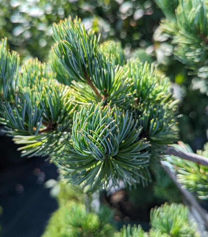 Pinus Parviflora Glauca - View 19 from www redcrocus com