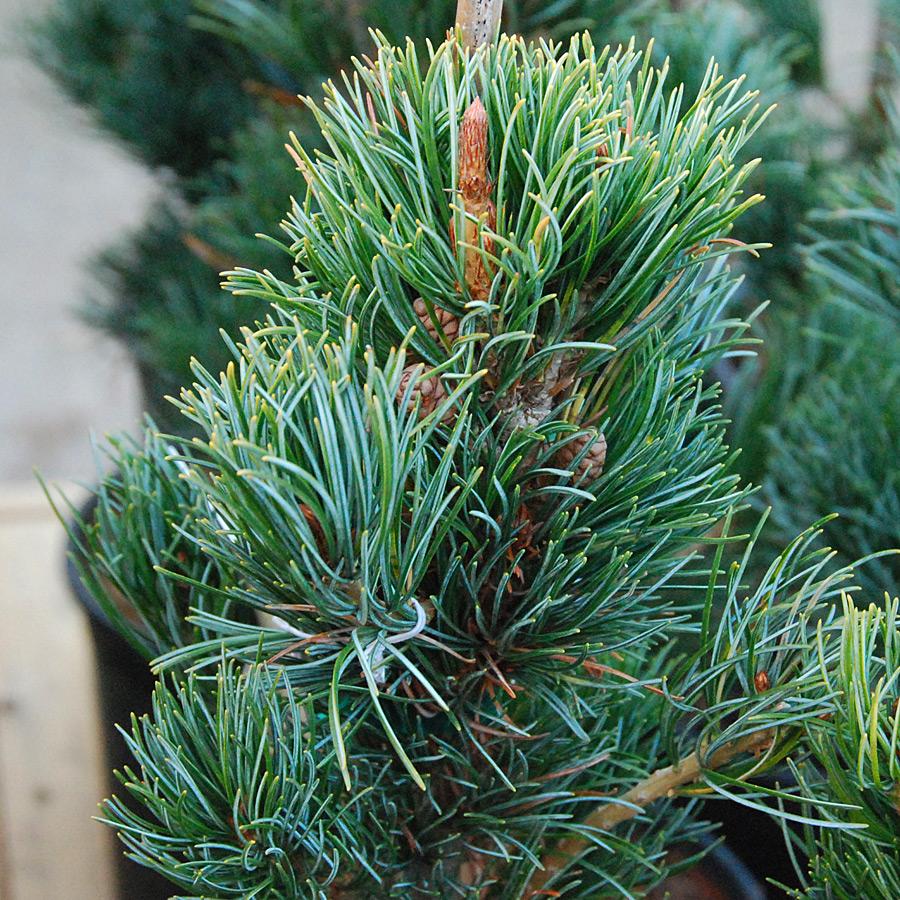 Pinus Parviflora Glauca - View 1 from www redcrocus com