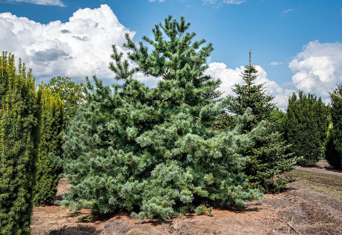 Pinus Parviflora Glauca - View 2 from www redcrocus com