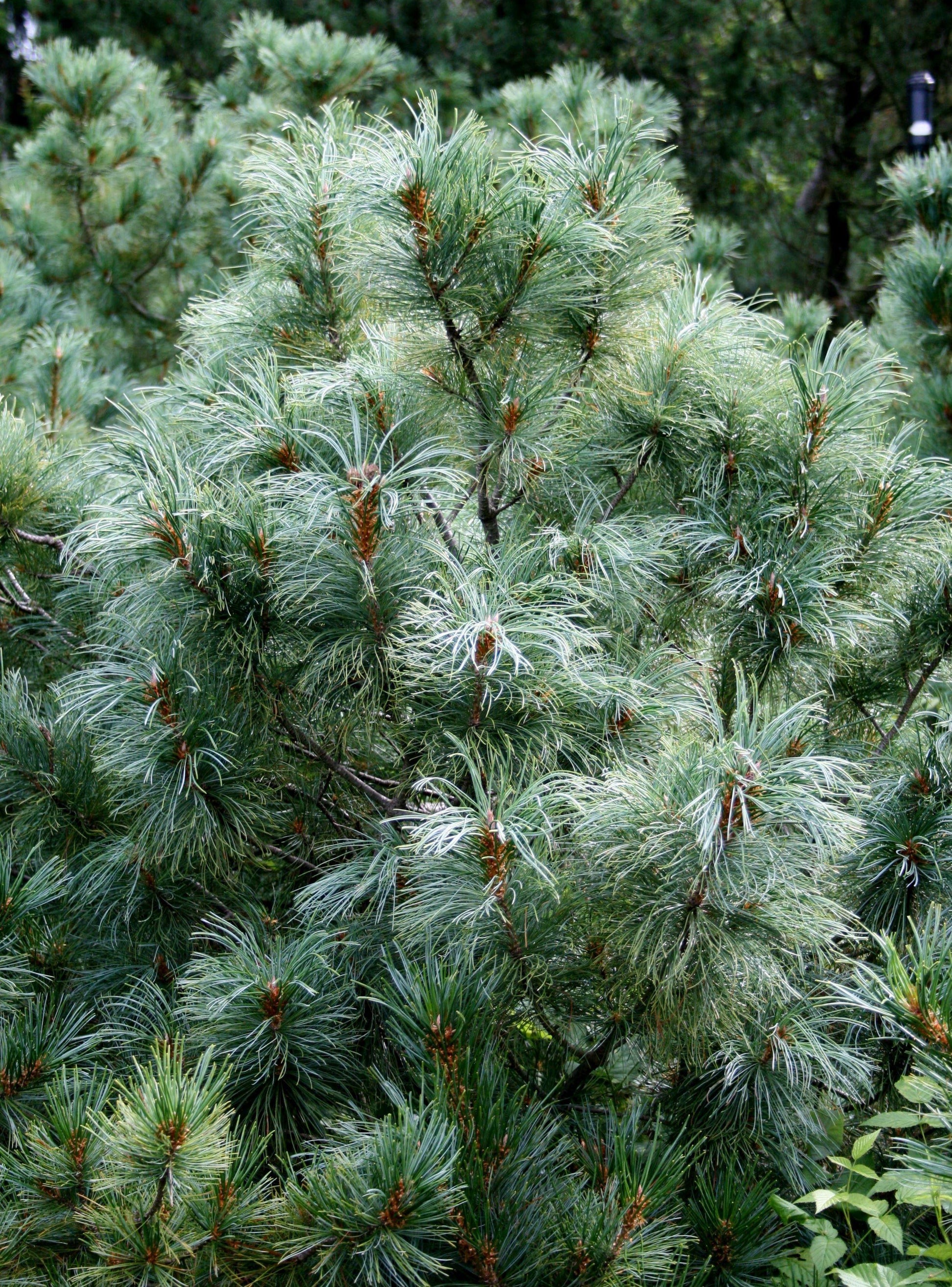 Pinus Parviflora Glauca - View 3 from www redcrocus com