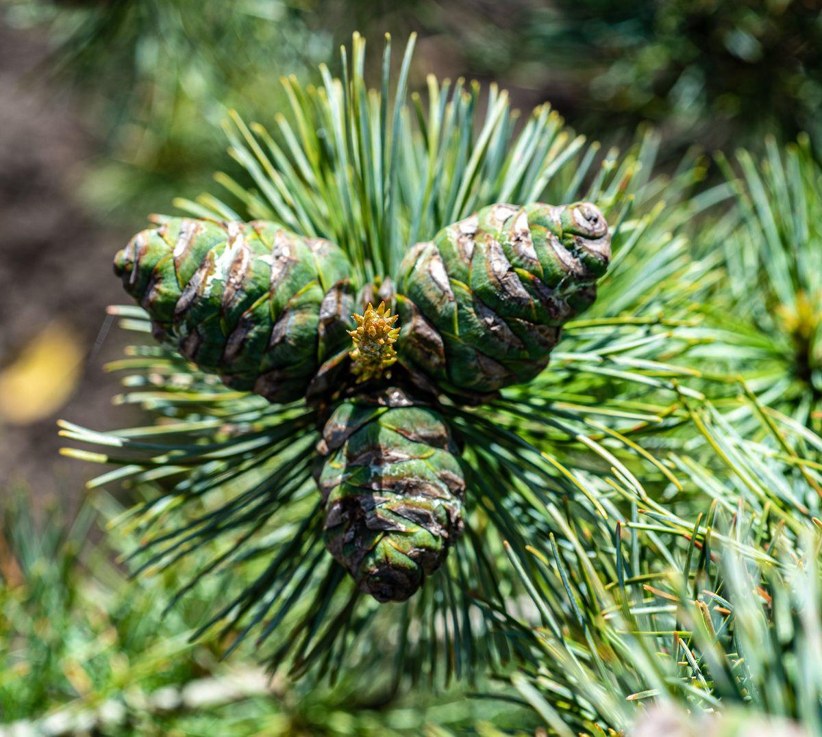 Pinus Parviflora Glauca - View 4 from www redcrocus com