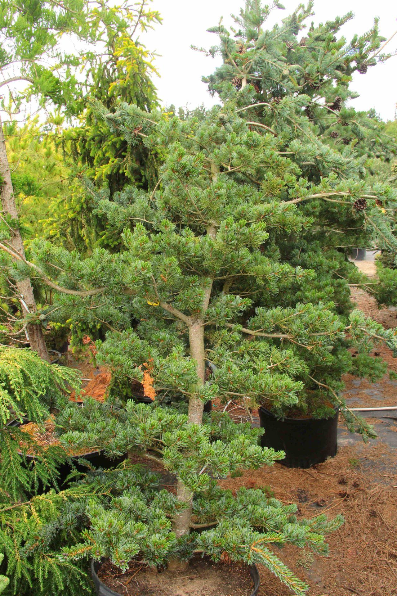 Pinus Parviflora Glauca - View 5 from www redcrocus com