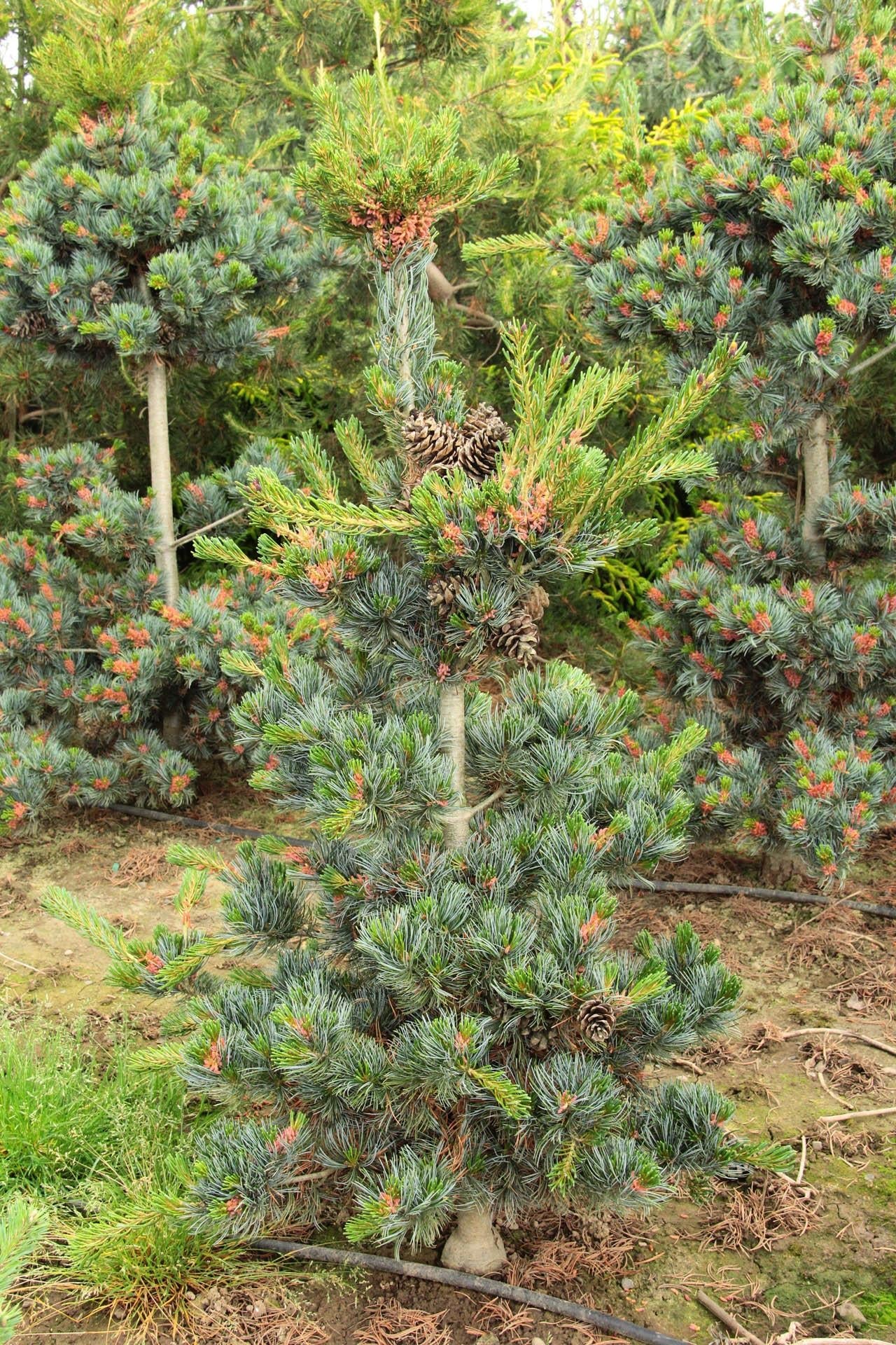 Pinus Parviflora Glauca - View 6 from www redcrocus com