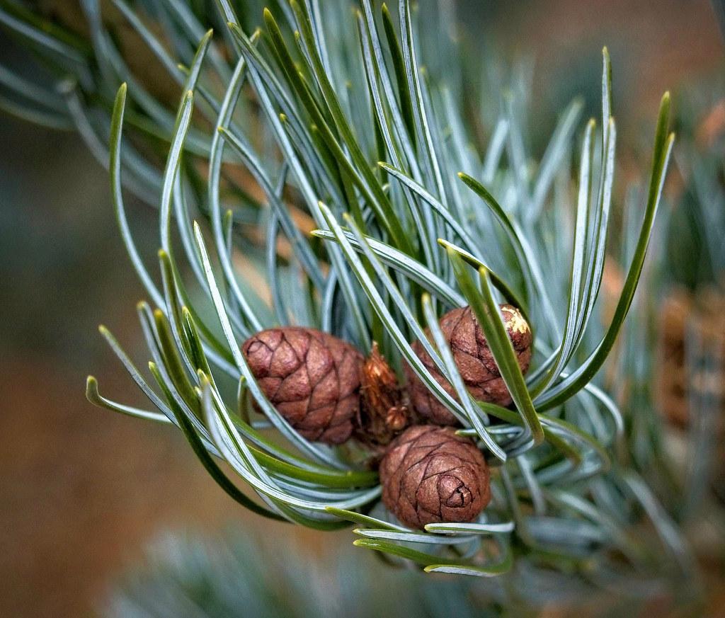 Pinus Parviflora Glauca - View 7 from www redcrocus com