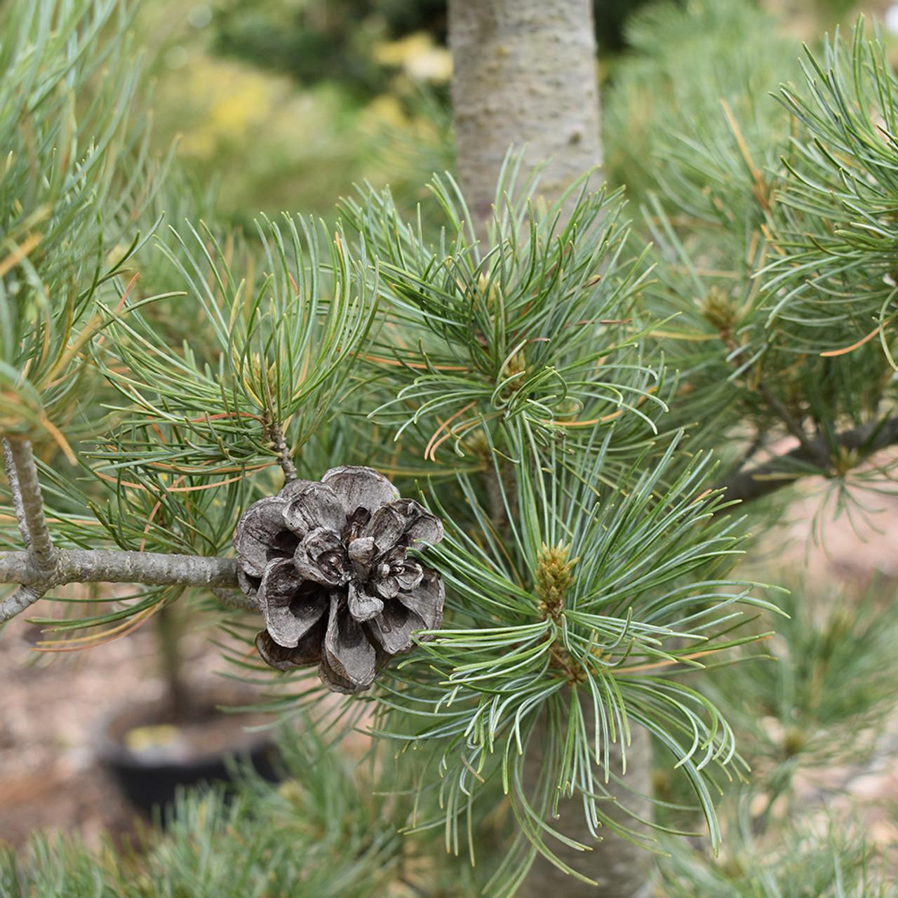 Pinus Parviflora Glauca - View 8 from www redcrocus com