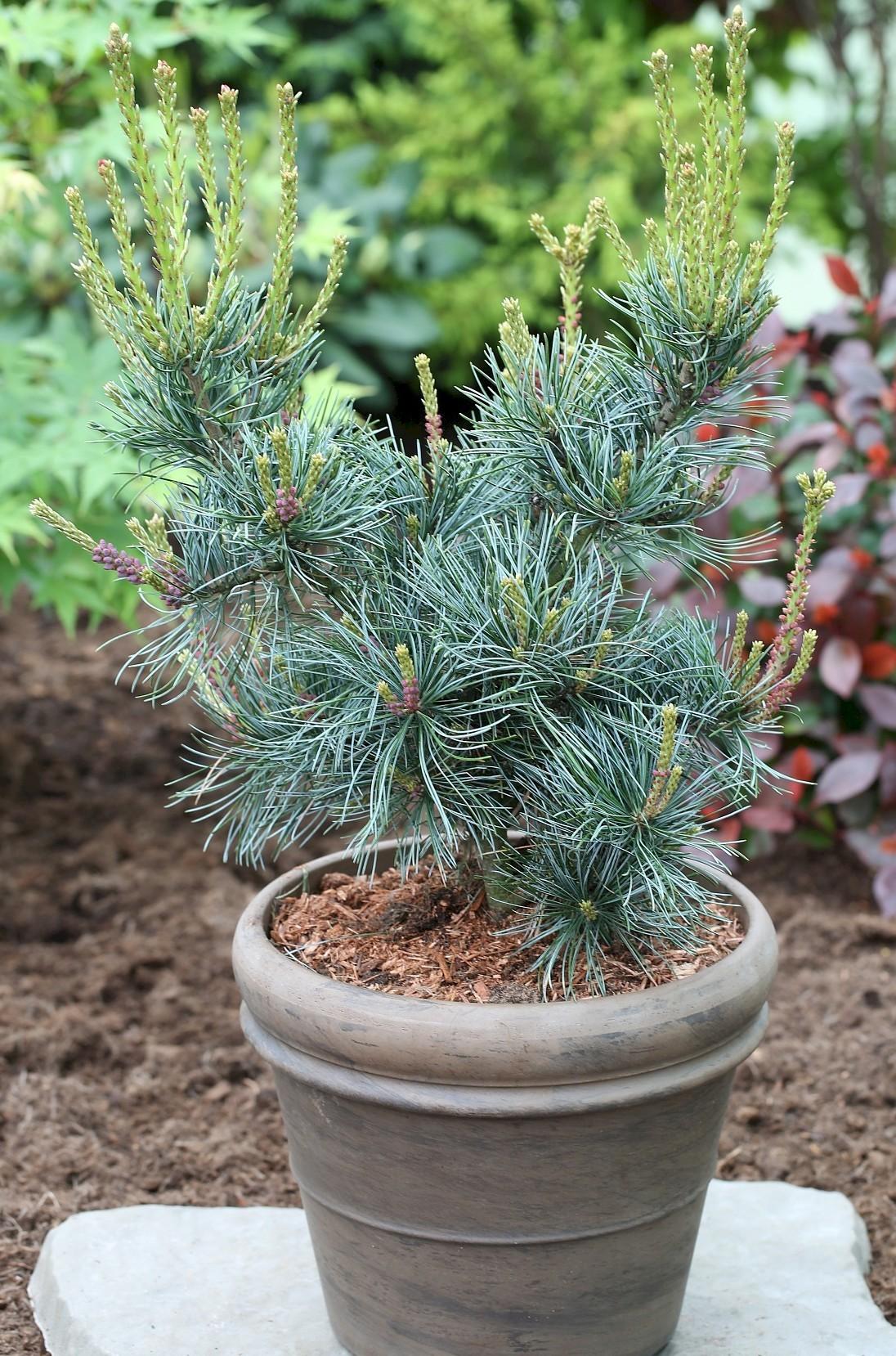 Pinus Parviflora Glauca - View 9 from www redcrocus com