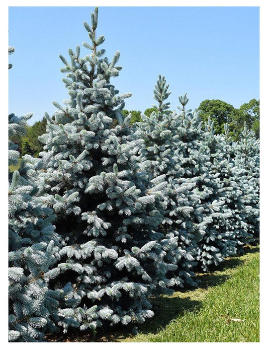 Picea Pungens Hoopsii - View 10 from www redcrocus com