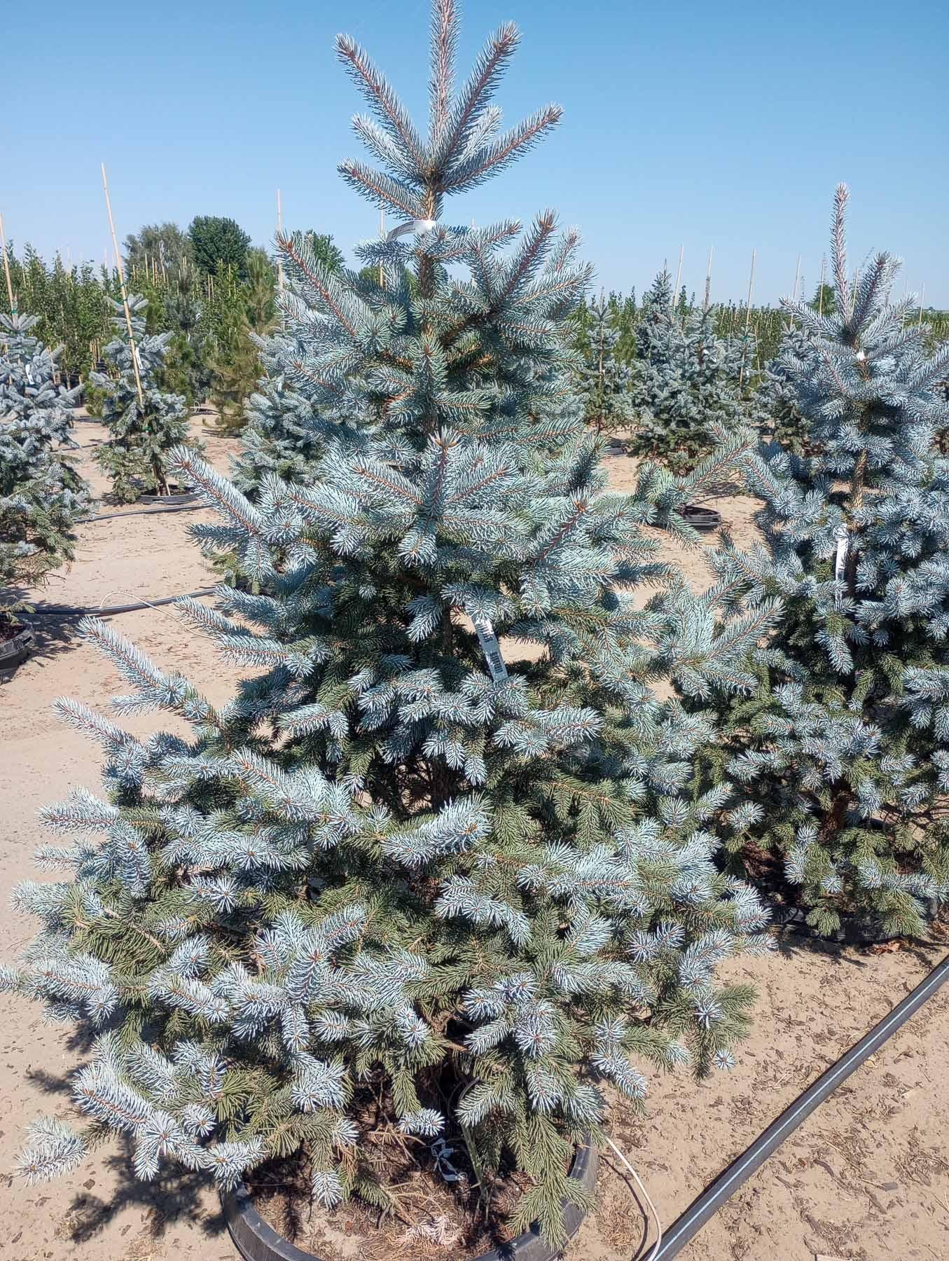 Picea Pungens Hoopsii - View 11 from www redcrocus com