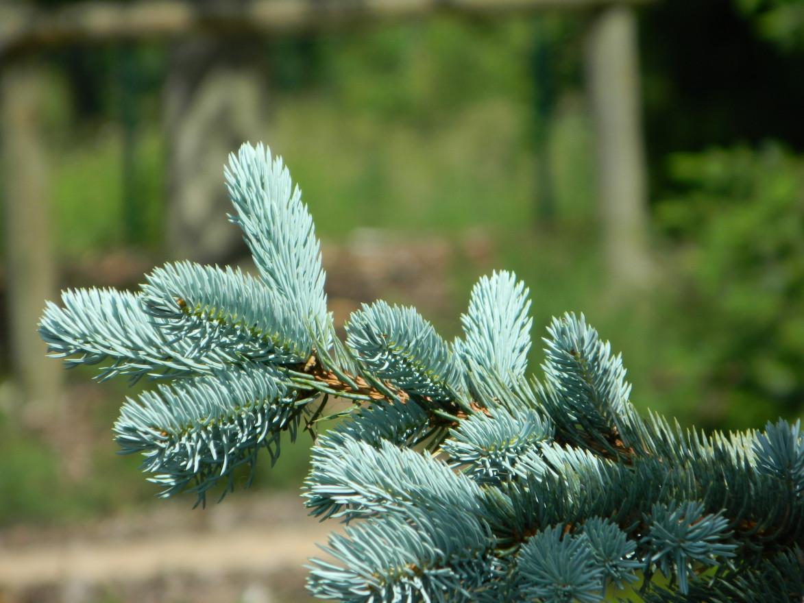 Picea Pungens Hoopsii - View 12 from www redcrocus com