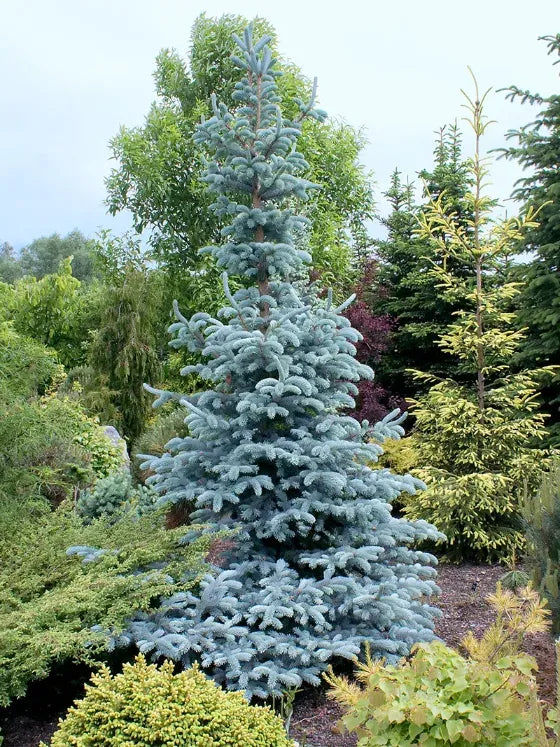 Picea Pungens Hoopsii - View 14 from www redcrocus com