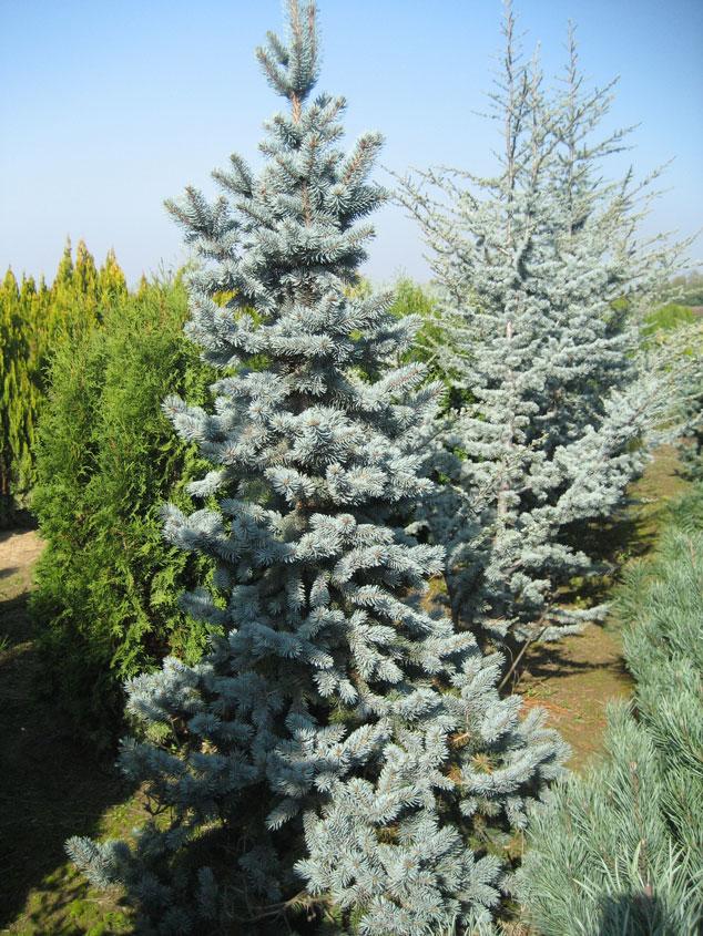 Picea Pungens Hoopsii - View 14 from www redcrocus com