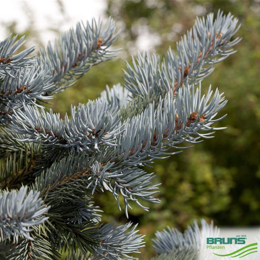 Picea Pungens Hoopsii - View 17 from www redcrocus com