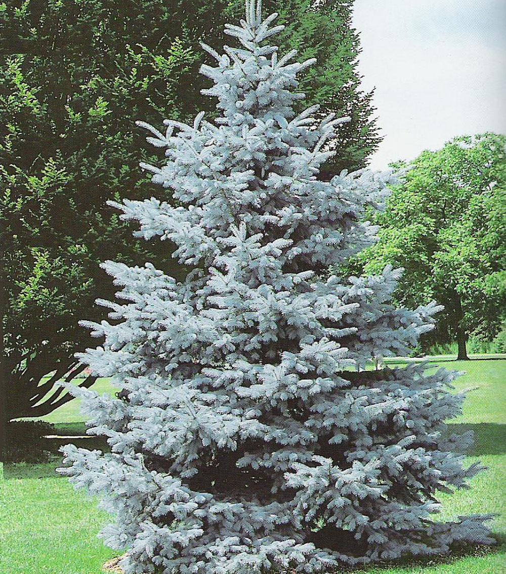Picea Pungens Hoopsii - View 19 from www redcrocus com