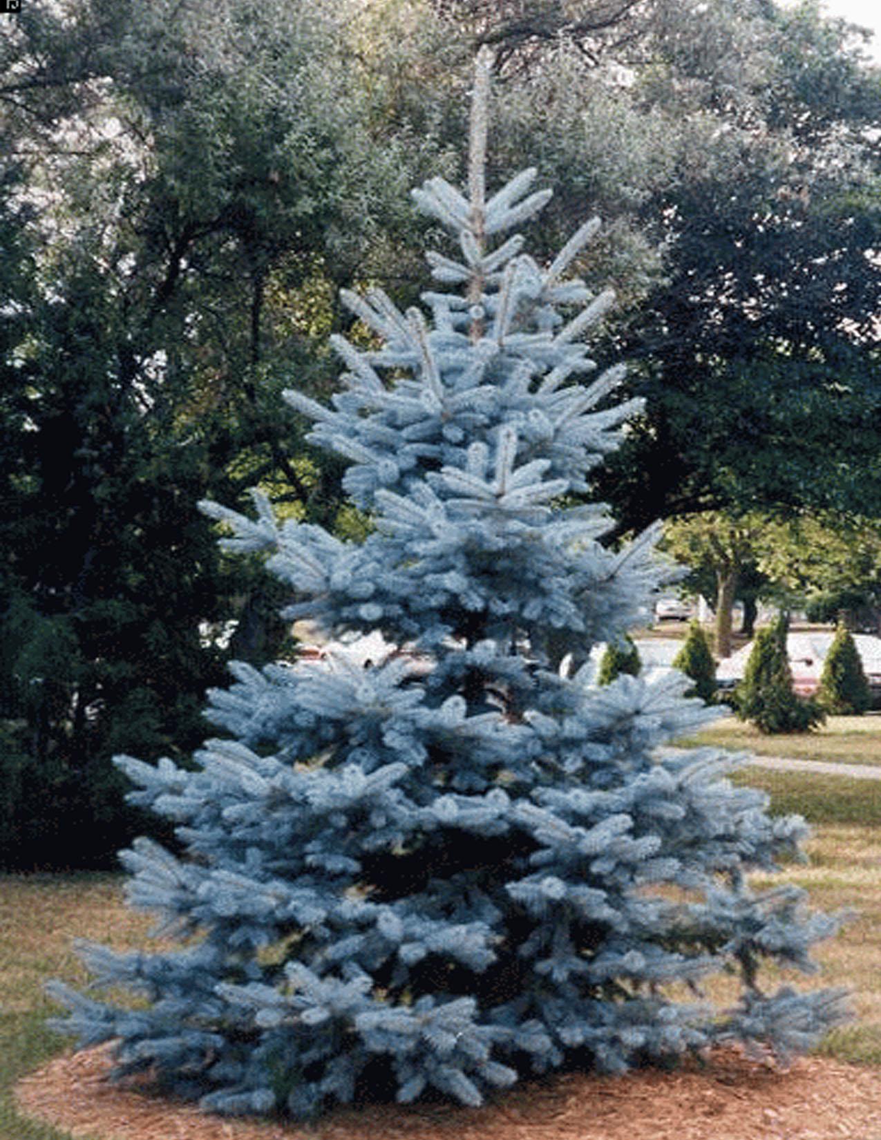 Picea Pungens Hoopsii - View 1 from www redcrocus com