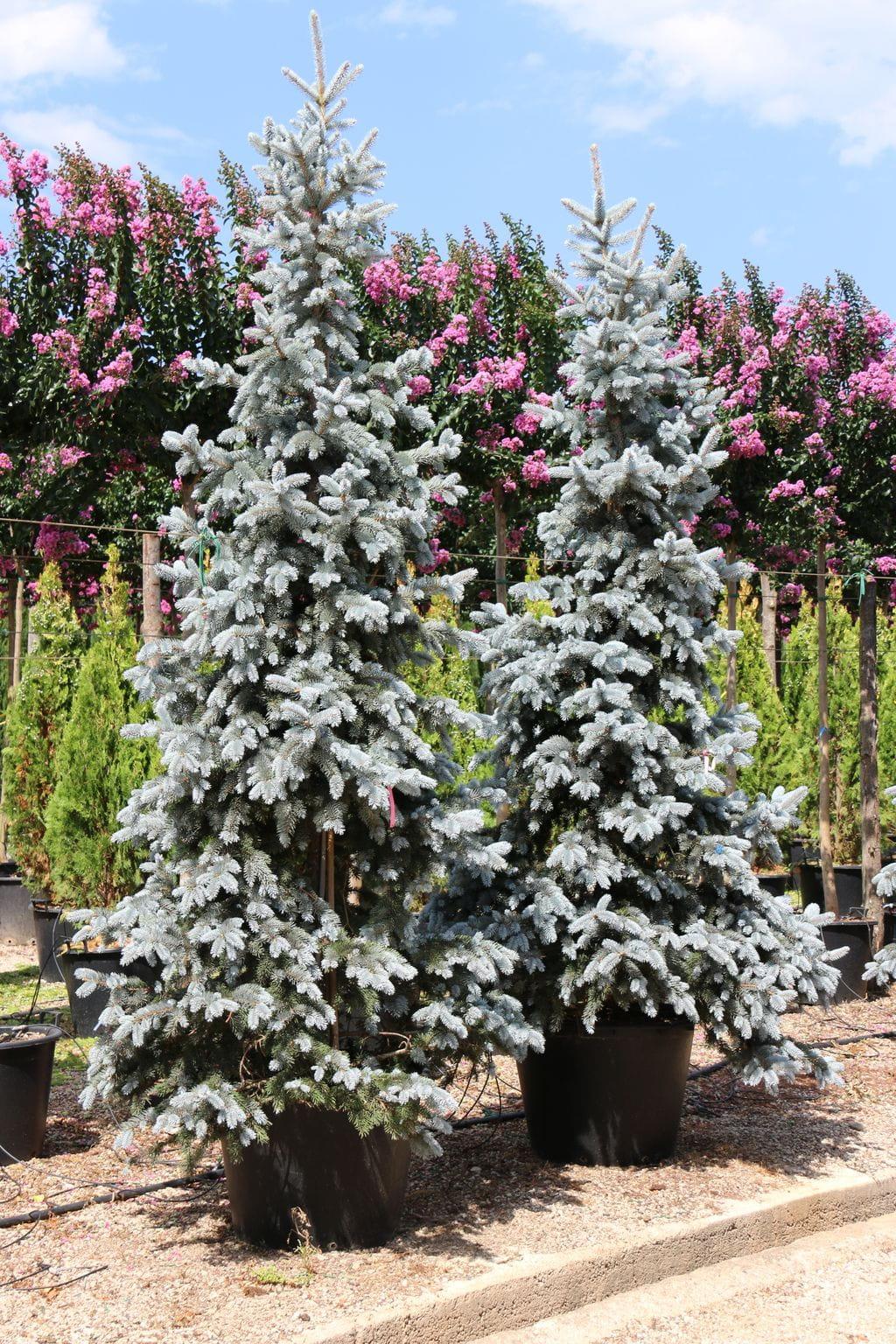 Picea Pungens Hoopsii - View 3 from www redcrocus com