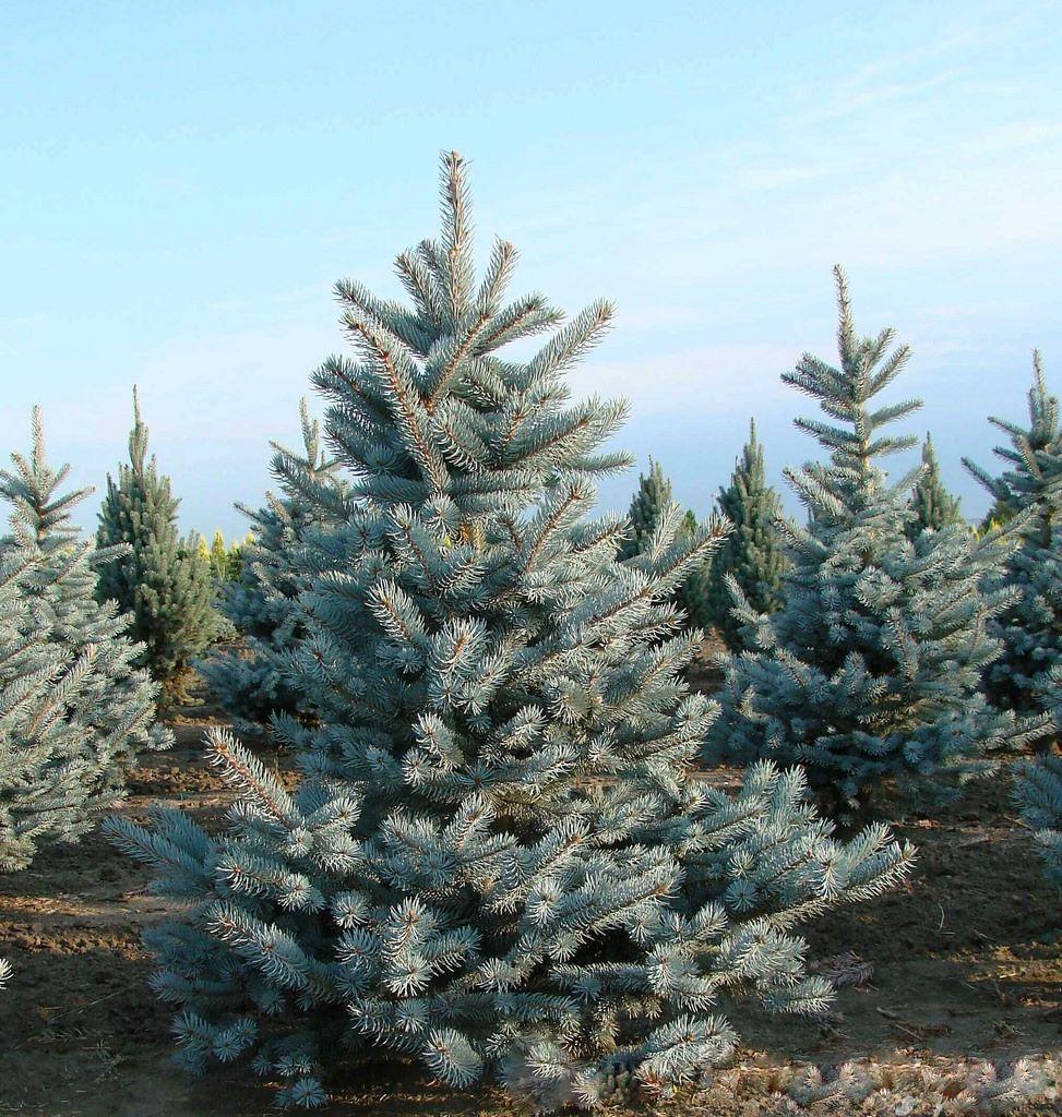 Picea Pungens Hoopsii - View 5 from www redcrocus com