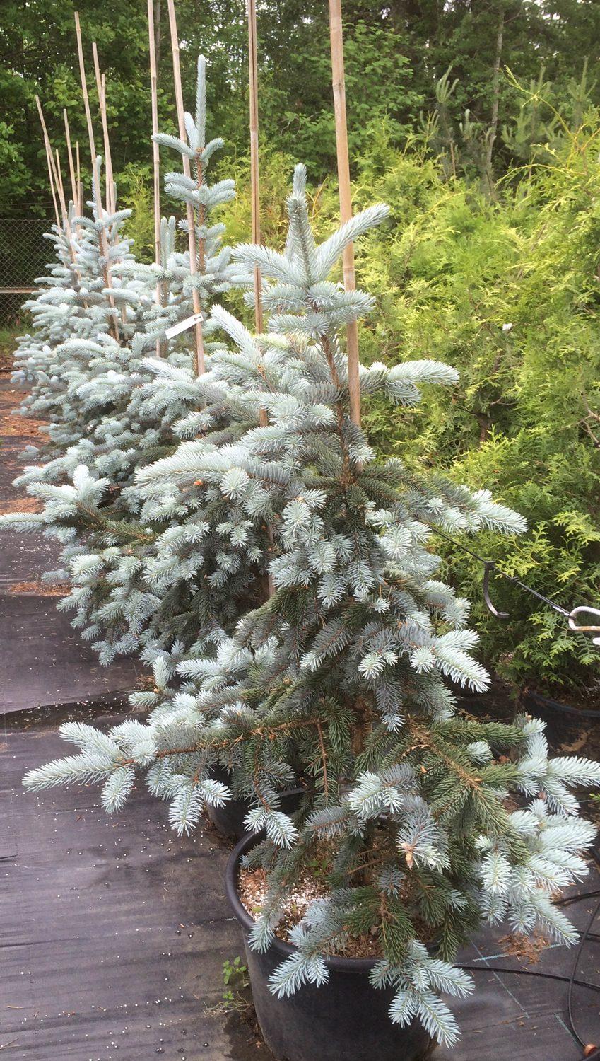 Picea Pungens Hoopsii - View 6 from www redcrocus com