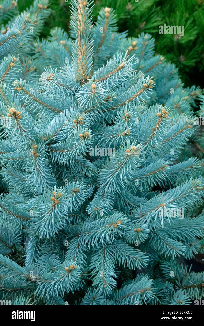 Picea Pungens Hoopsii - View 8 from www redcrocus com