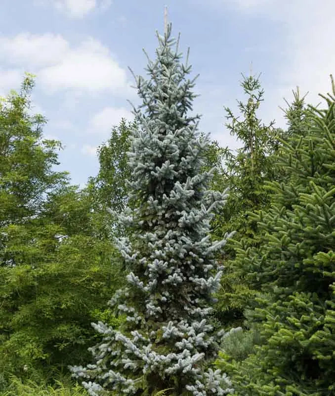 Picea Pungens Hoopsii - View 8 from www redcrocus com