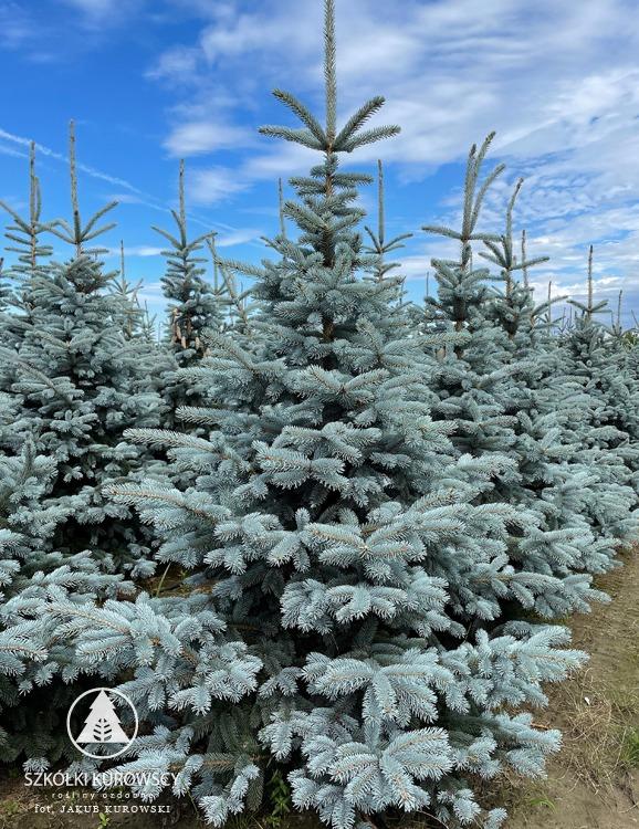 Picea Pungens 'hoopsii' - View 11 from www redcrocus com