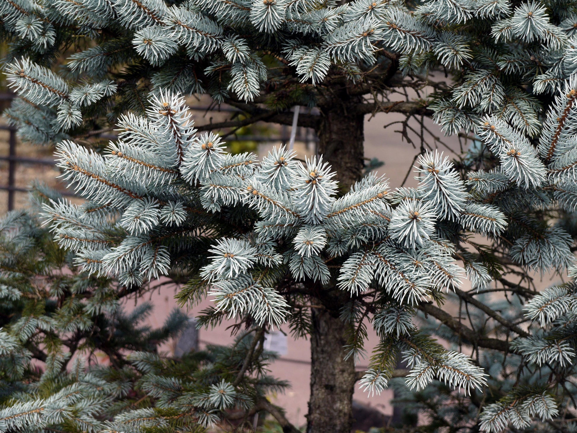 Picea Pungens 'hoopsii' - View 12 from www redcrocus com