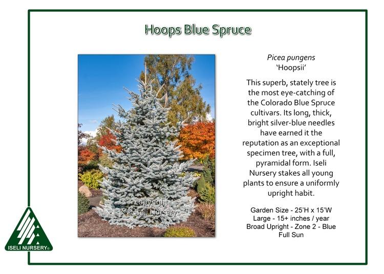 Picea Pungens 'hoopsii' - View 13 from www redcrocus com