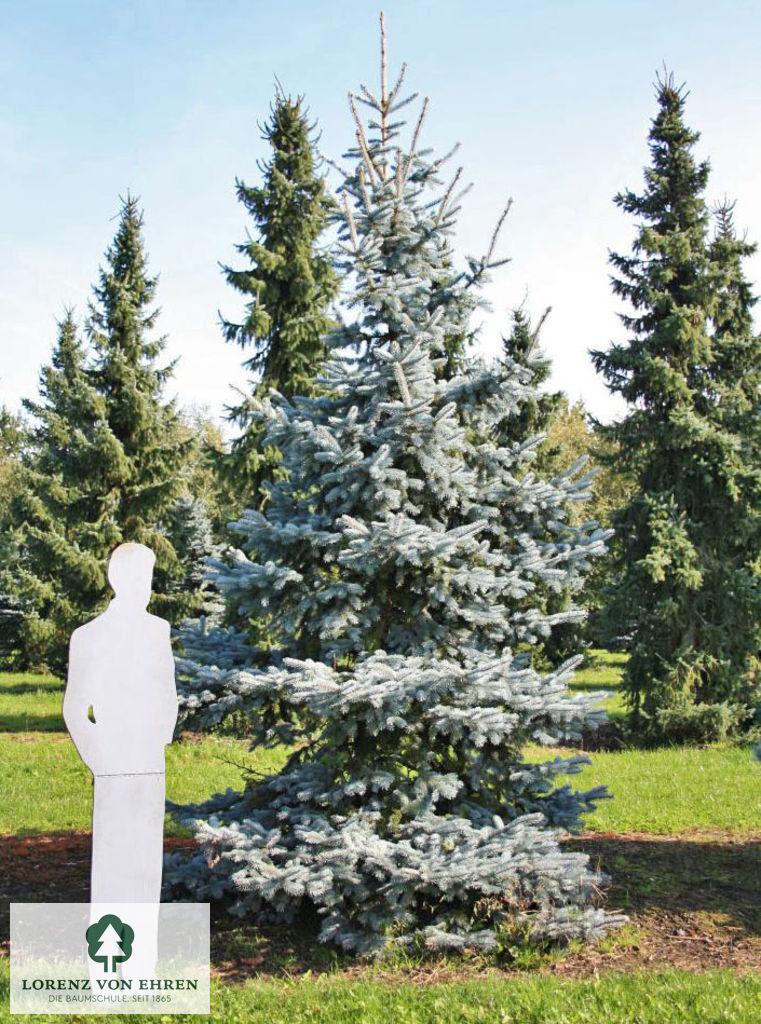 Picea Pungens 'hoopsii' - View 14 from www redcrocus com