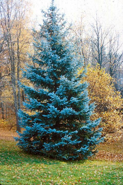 Picea Pungens 'hoopsii' - View 15 from www redcrocus com
