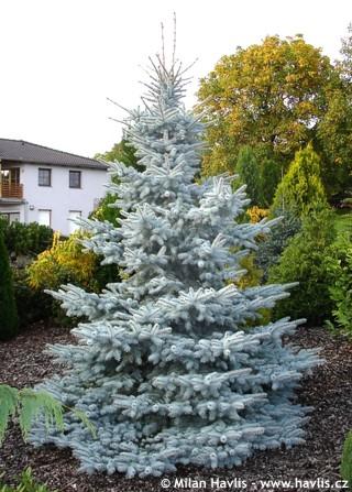 Picea Pungens 'hoopsii' - View 17 from www redcrocus com