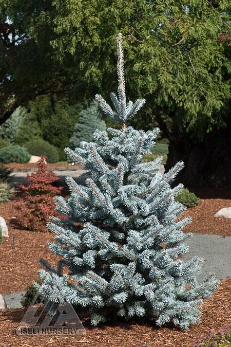 Picea Pungens 'hoopsii' - View 22 from www redcrocus com