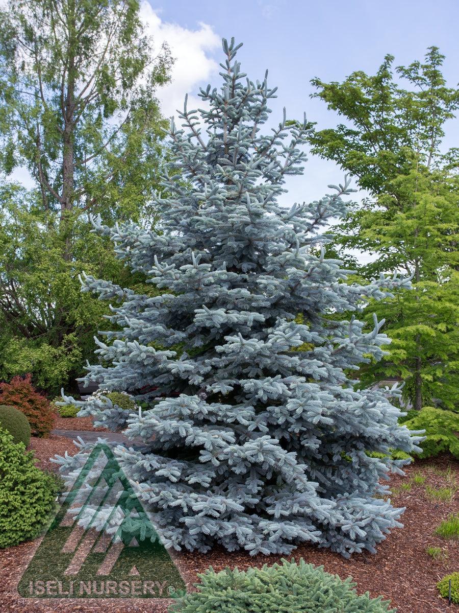 Picea Pungens 'hoopsii' - View 23 from www redcrocus com