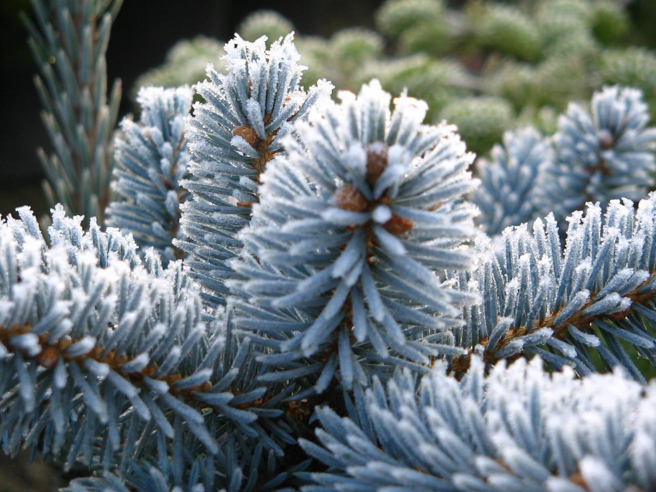 Picea Pungens 'hoopsii' - View 26 from www redcrocus com