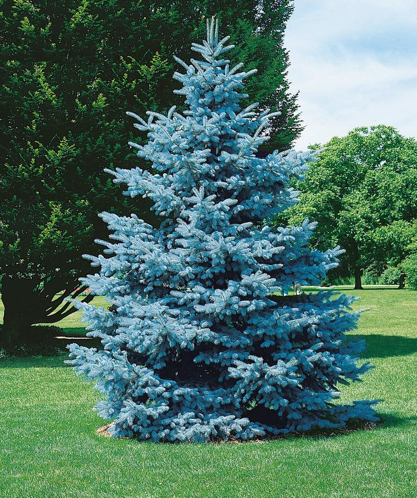 Picea Pungens 'hoopsii' - View 31 from www redcrocus com