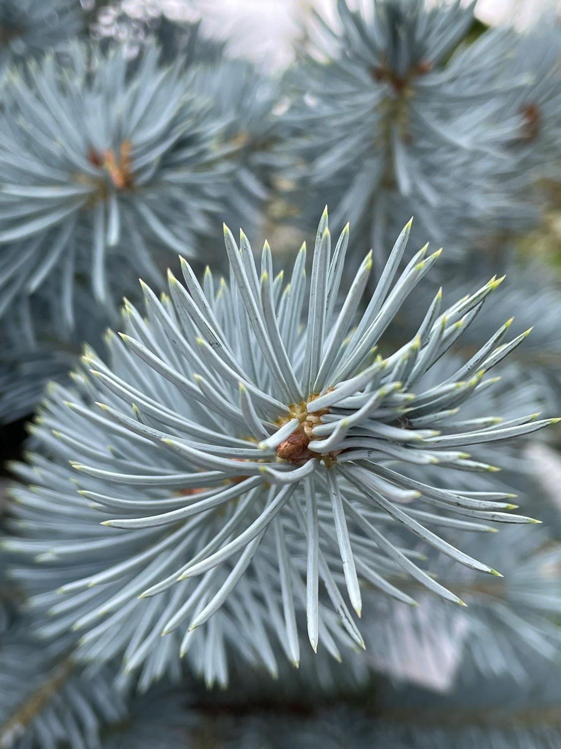Picea Pungens 'hoopsii' - View 40 from www redcrocus com