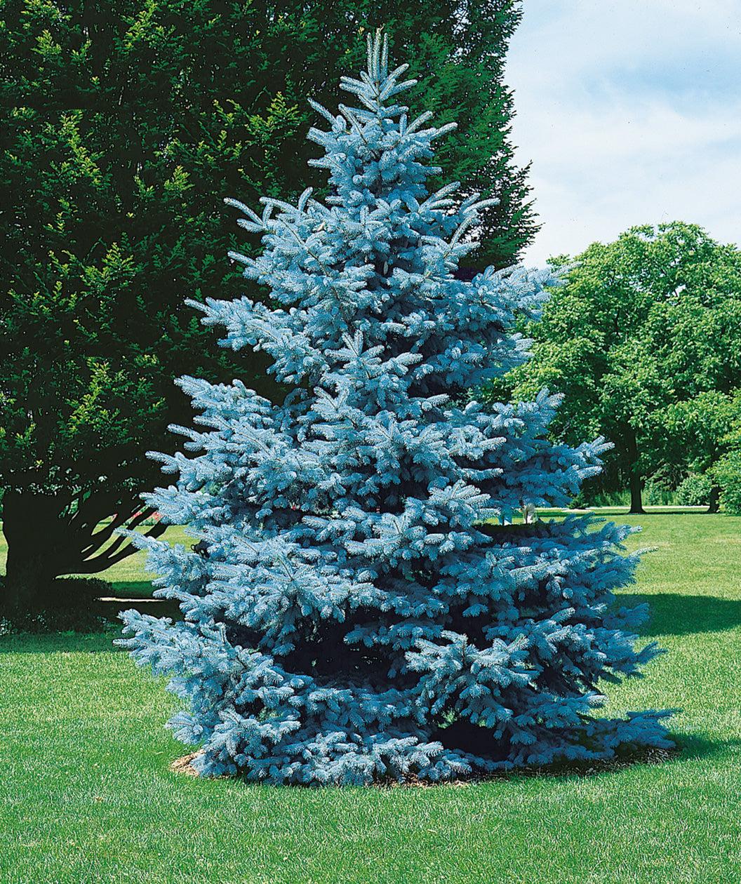 Picea Pungens 'hoopsii' - View 5 from www redcrocus com