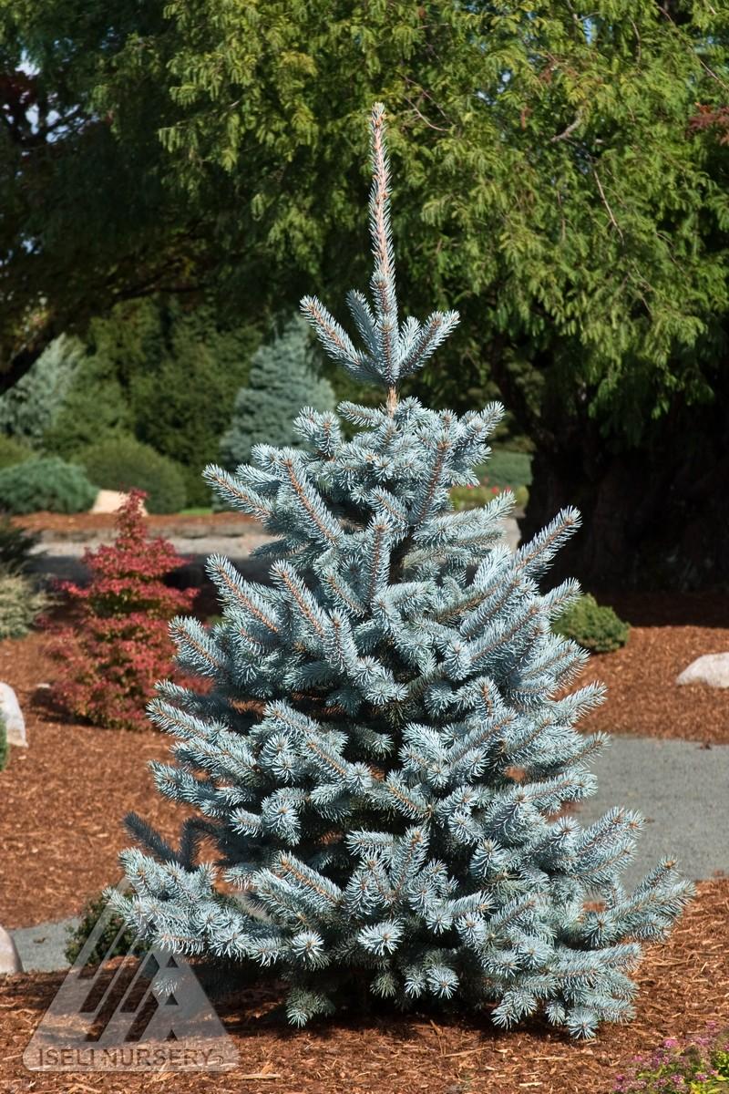 Picea Pungens 'hoopsii' - View 7 from www redcrocus com