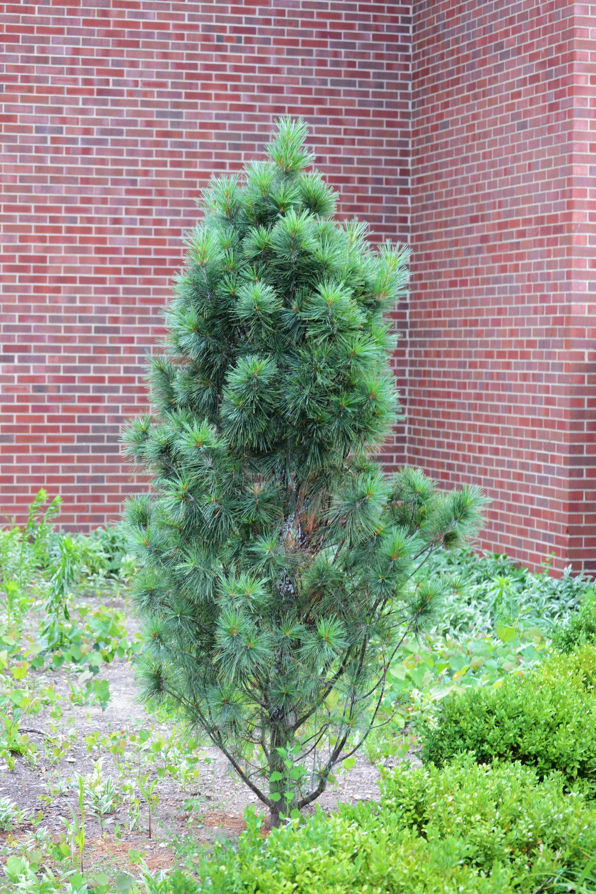 Pinus Strobus Fastigiata - View 7 from www redcrocus com