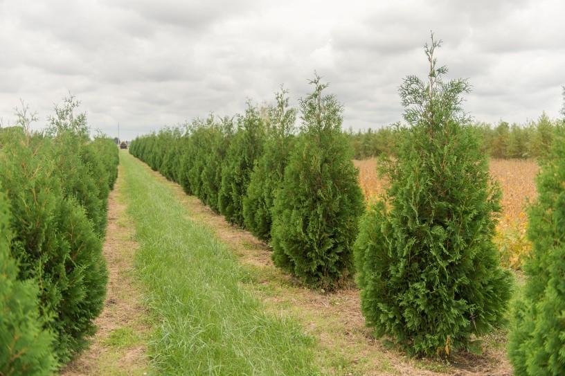 Thuja Occidentalis 'techny' - View 16 from www redcrocus com