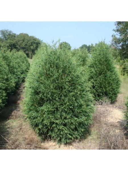 Thuja Occidentalis 'techny' - View 20 from www redcrocus com